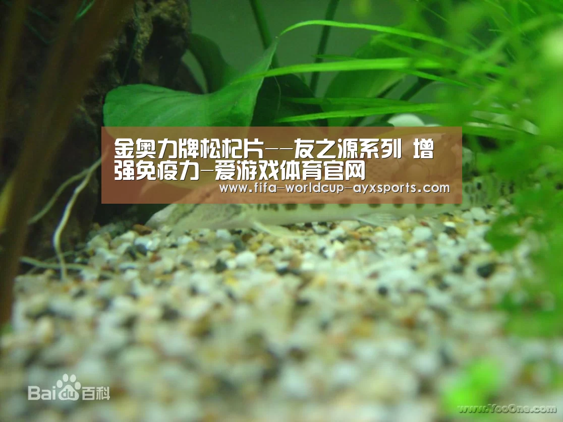 金奥力牌松杞片--友之源系列 增强免疫力-爱游戏体育官网(图1) 爱游戏体育直播